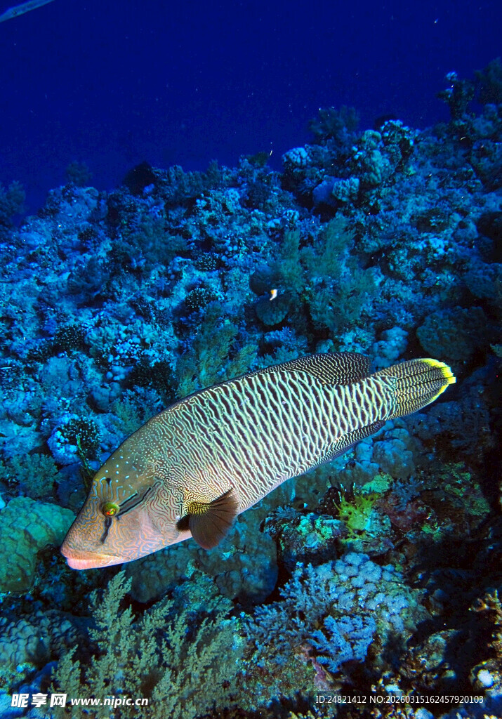 珊瑚礁中的彩色鱼类