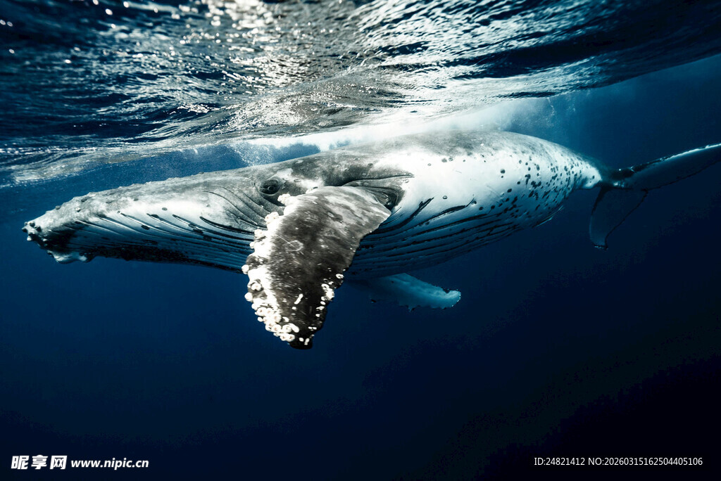 深海中优雅游动的大鲸鱼
