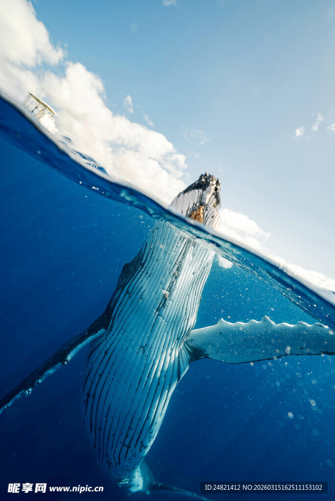 海中遨游的巨大鲨鱼