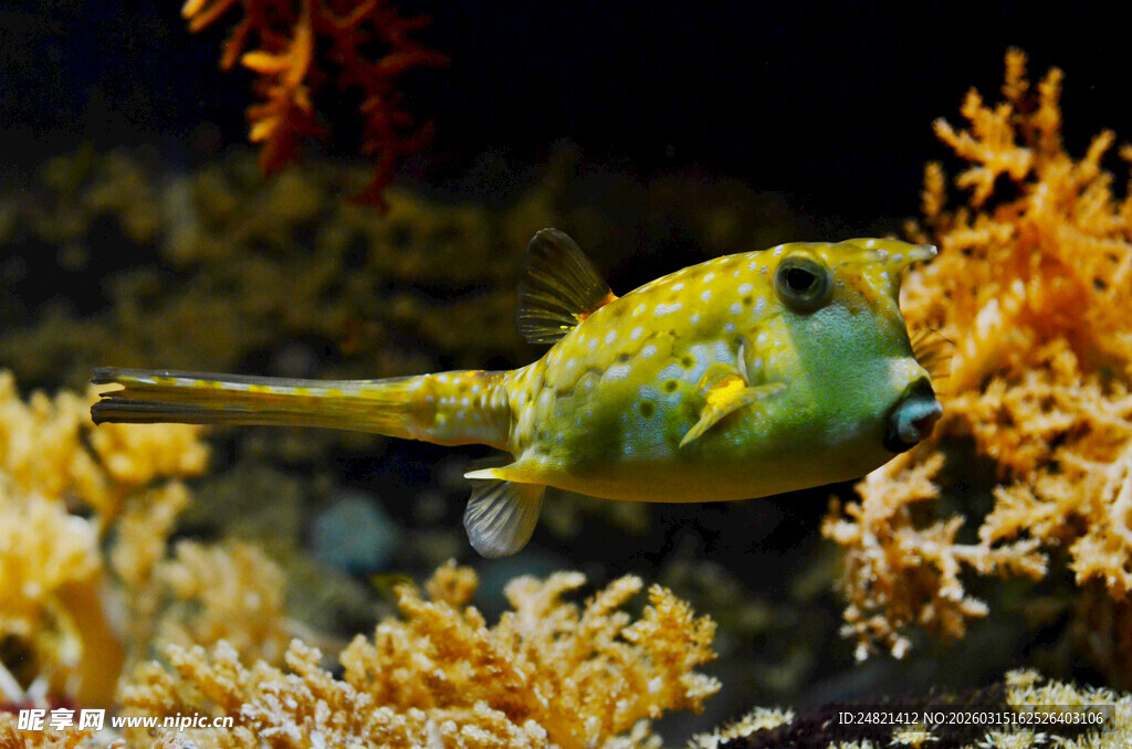 海底萌态小鱼藏身珊瑚间