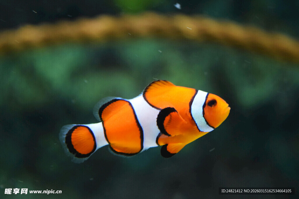 水中游动的可爱小丑鱼
