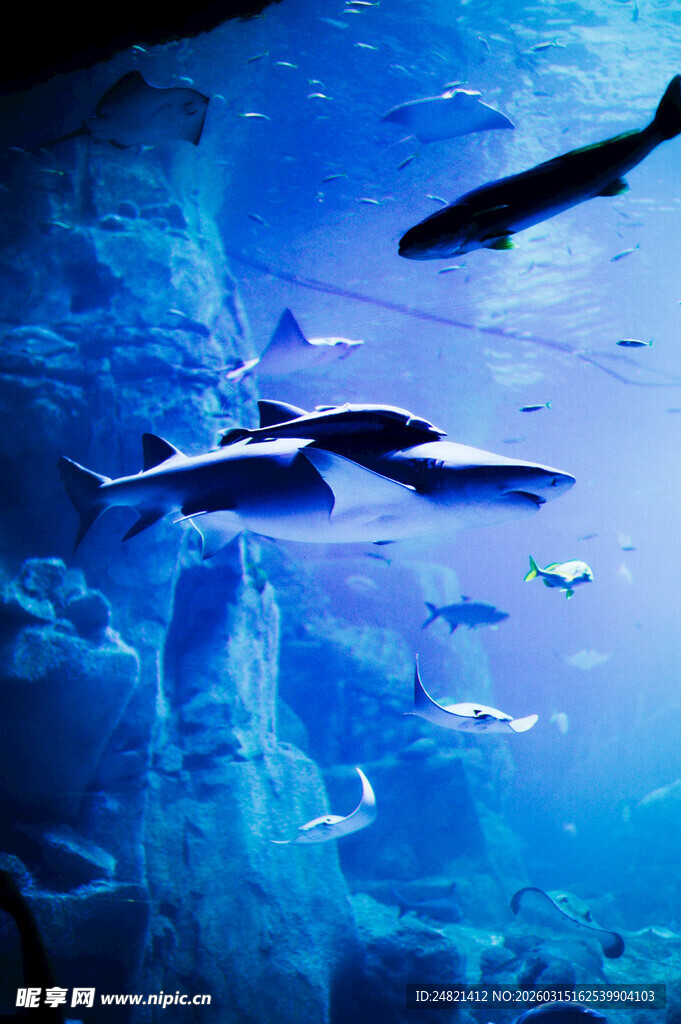 水族馆中畅游的海豚与鱼