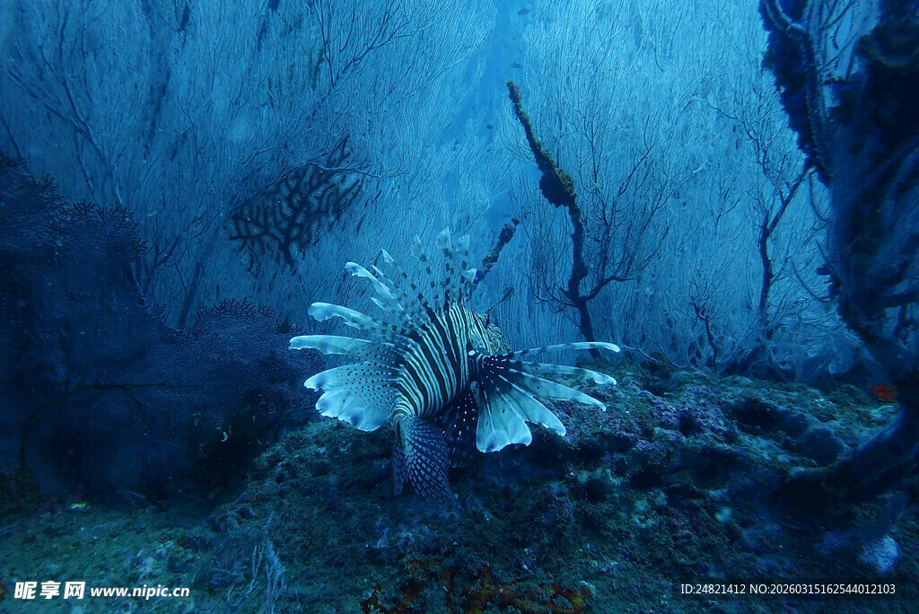 深海中的狮子鱼