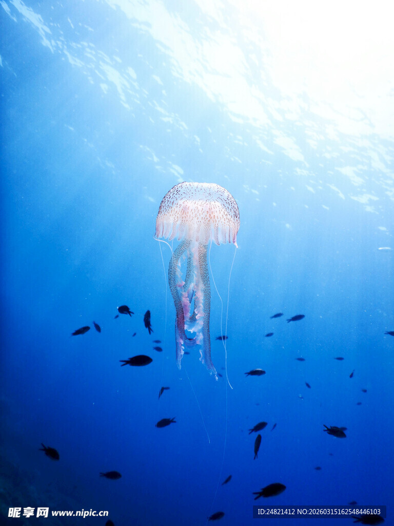 深海中漂浮的梦幻水母