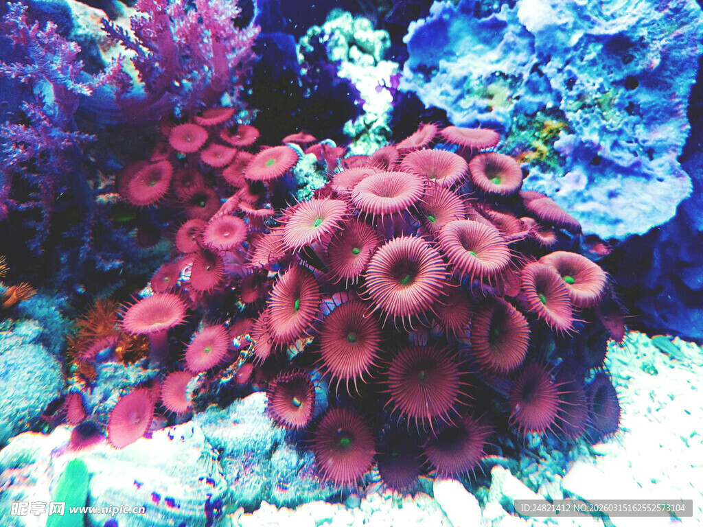 绚丽多彩的海底珊瑚景观