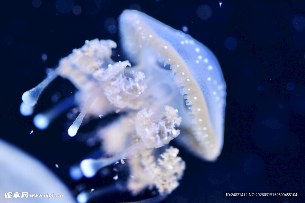 梦幻水母在水中轻盈舞动