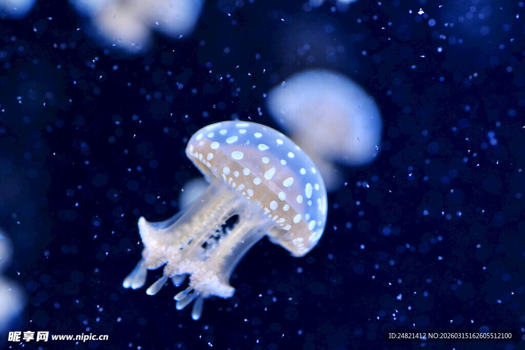 梦幻水母在深海中游动