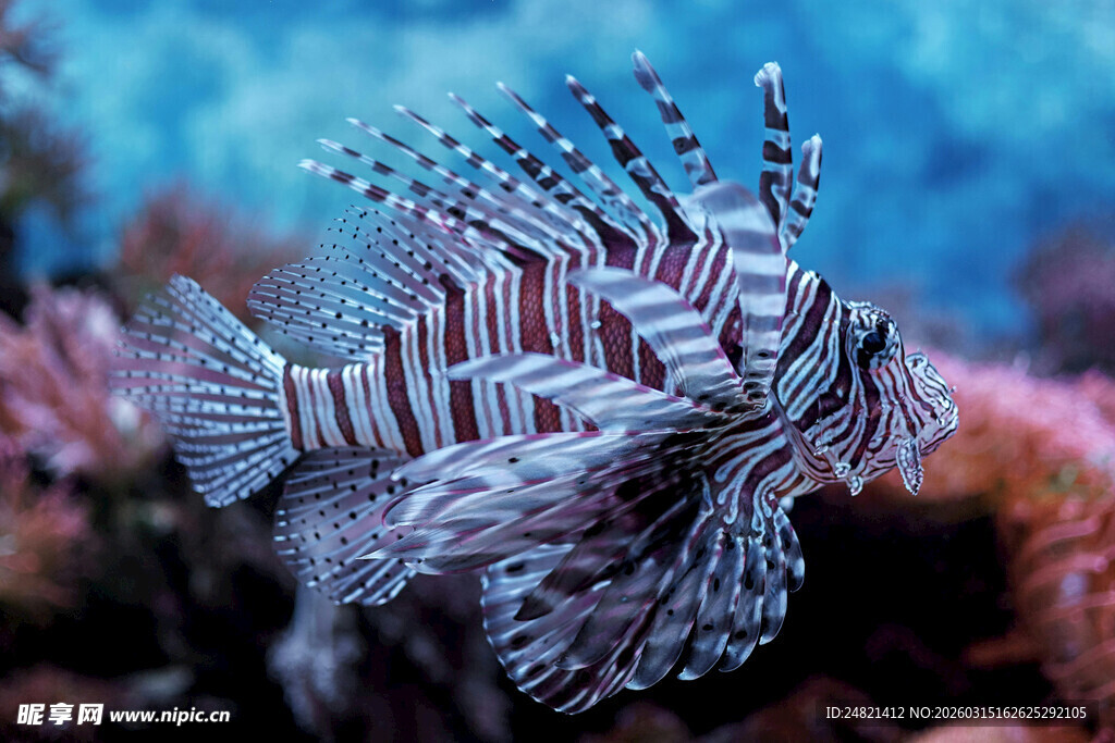 美丽条纹狮子鱼在珊瑚间