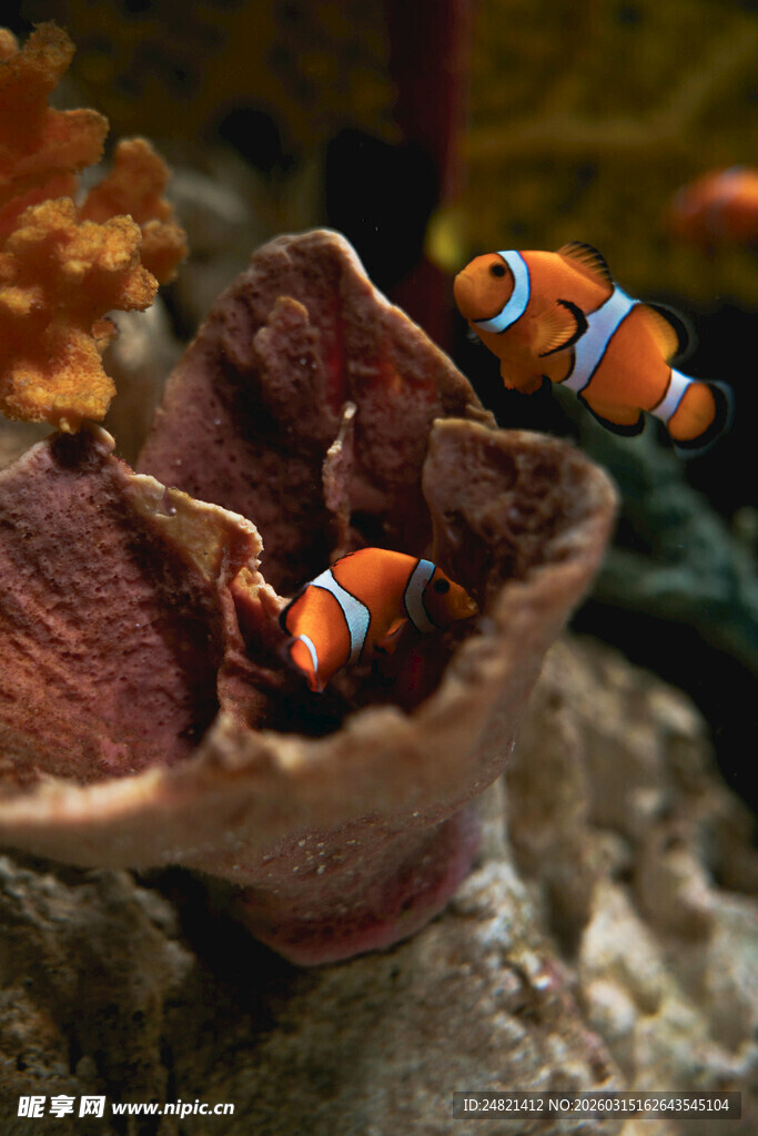 小丑鱼藏身珊瑚礁中
