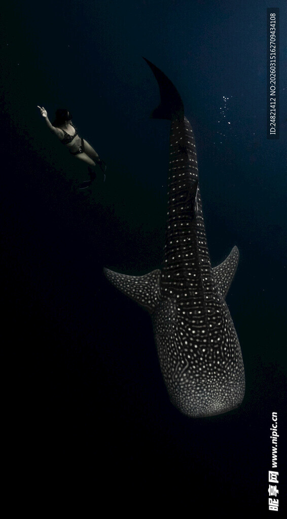 深海中的巨大鲸鲨身影