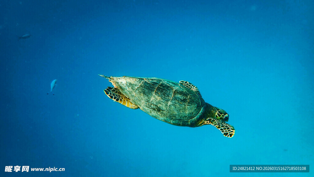 深海中游动的绿海龟