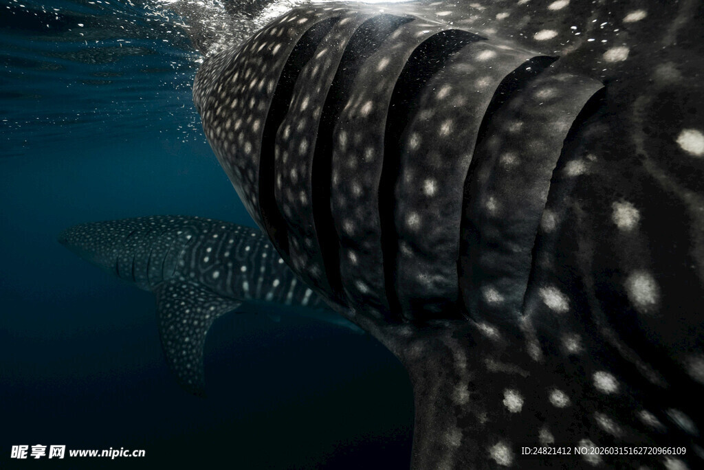 深海中的鲸鲨特写