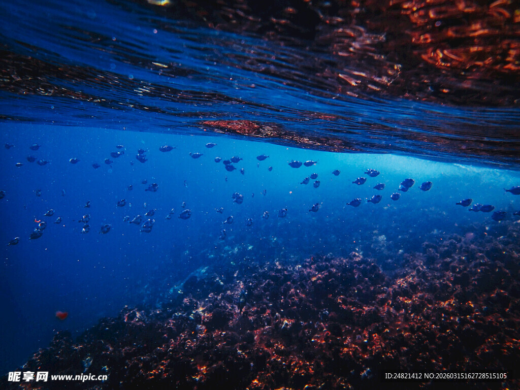 深海梦幻鱼群景观