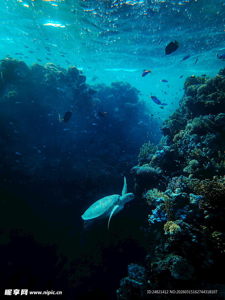 海底珊瑚与游动的鱼
