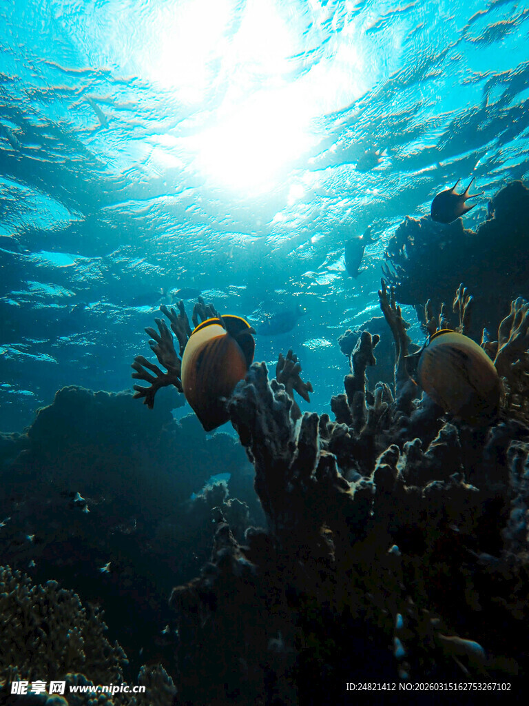 海底珊瑚与游动的多彩鱼儿