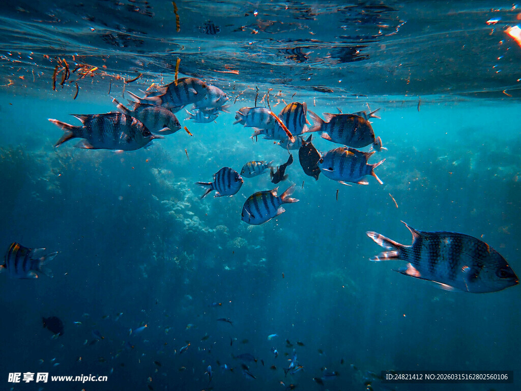 海底群鱼共游美景