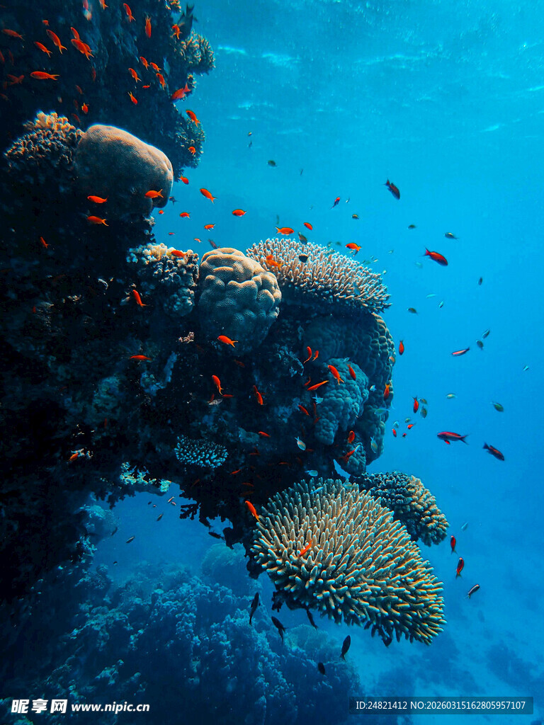海底多彩珊瑚与群游小鱼