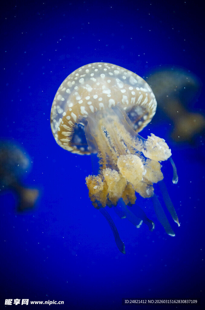梦幻水母在蓝色海洋中游动