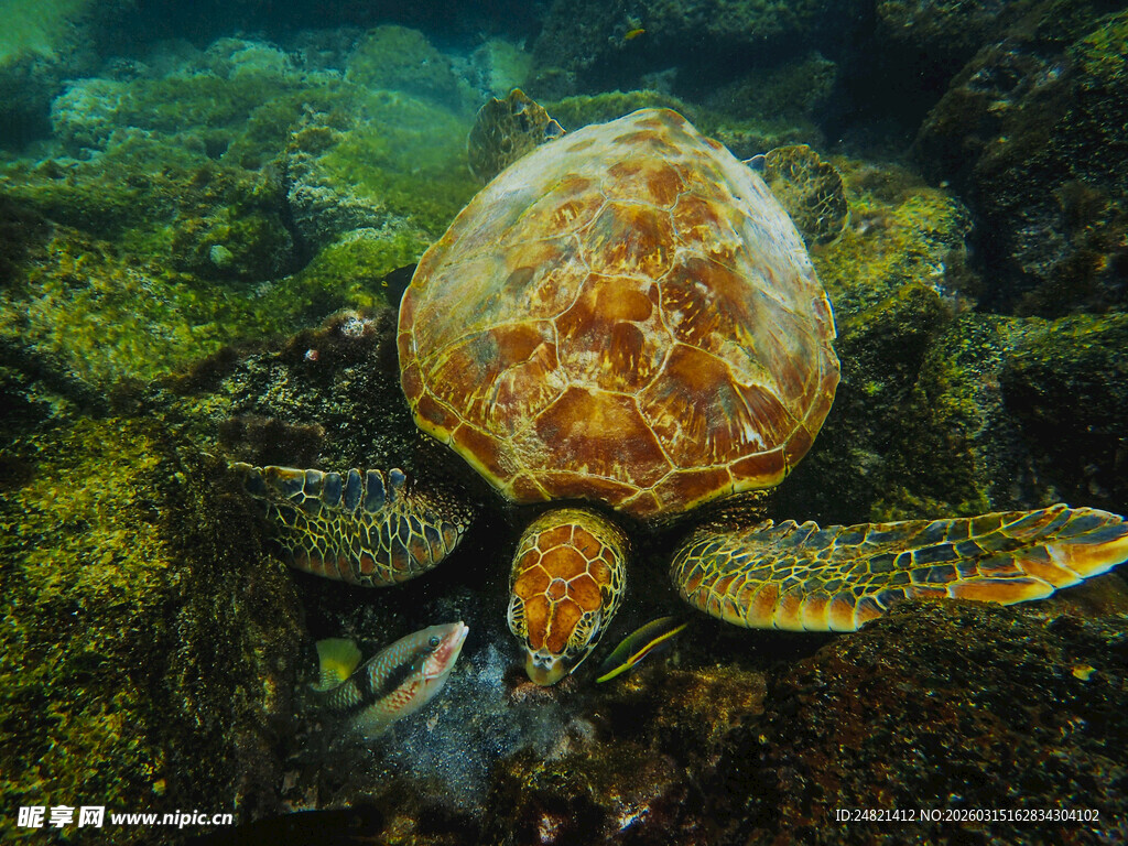 海底海龟与螃蟹的奇妙画面