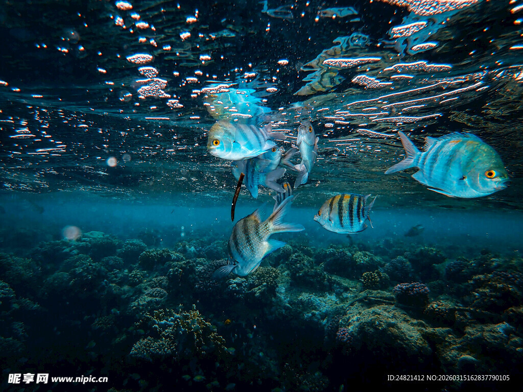 海底畅游的多彩热带鱼