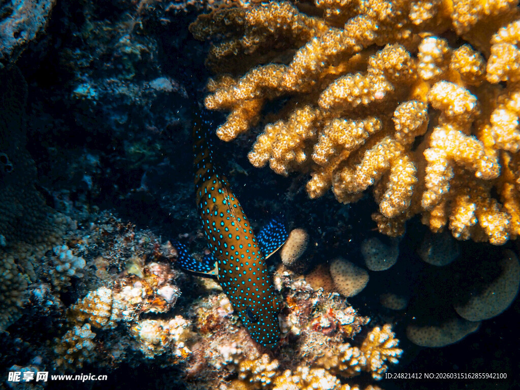 海底珊瑚旁的多彩小鱼