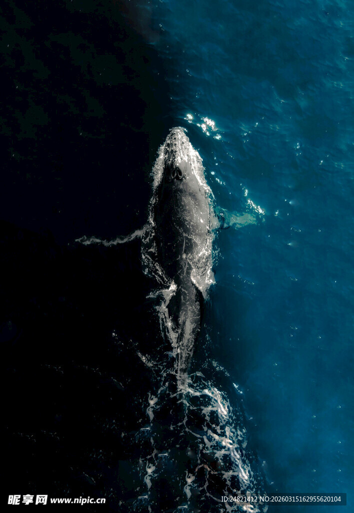 深海中的孤独鲸鱼身影