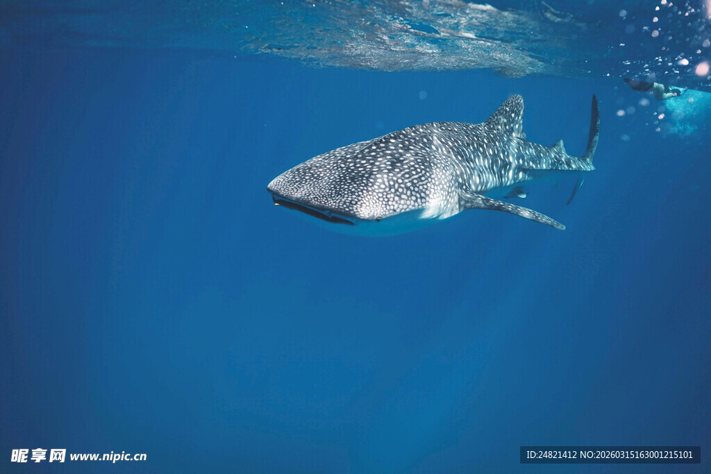 深海中的银色大鱼