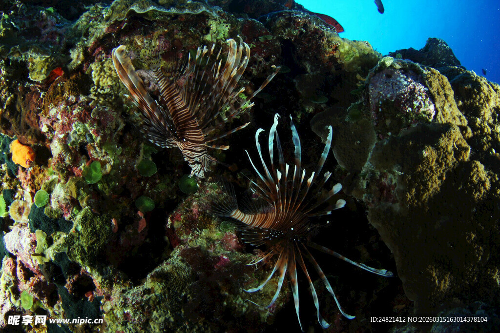 礁石旁的美丽狮子鱼