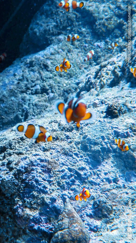 海底游动的多彩小丑鱼