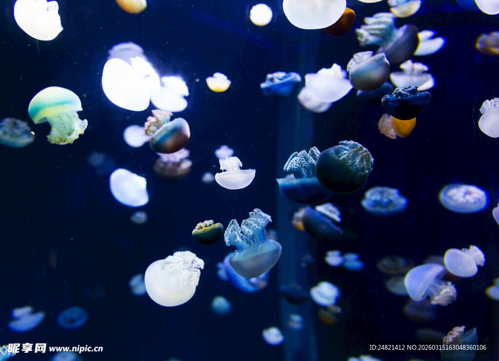 梦幻水母在水中轻盈游动