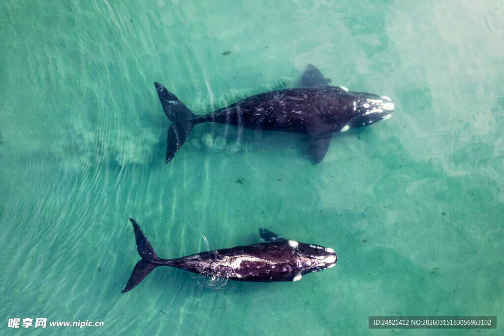 海中游弋的大小鲸鱼