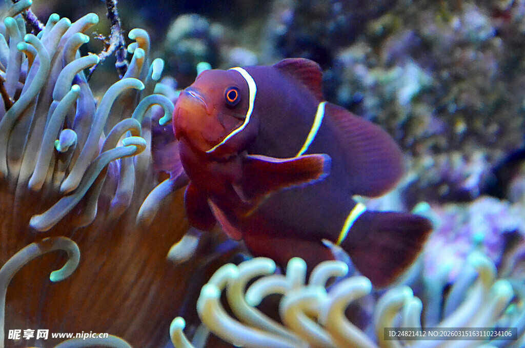 小丑鱼藏身于海葵中