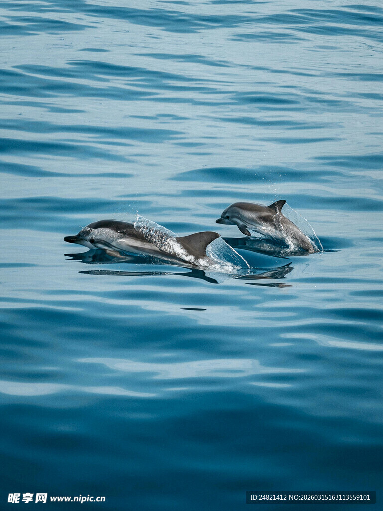 海中嬉戏的几只可爱海豚