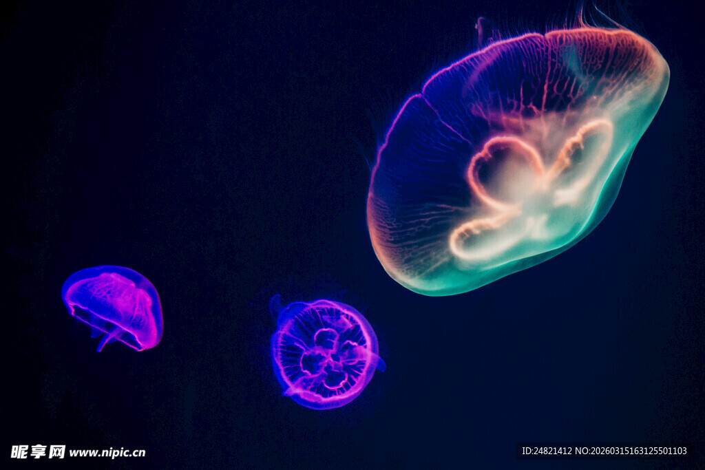 梦幻发光水母