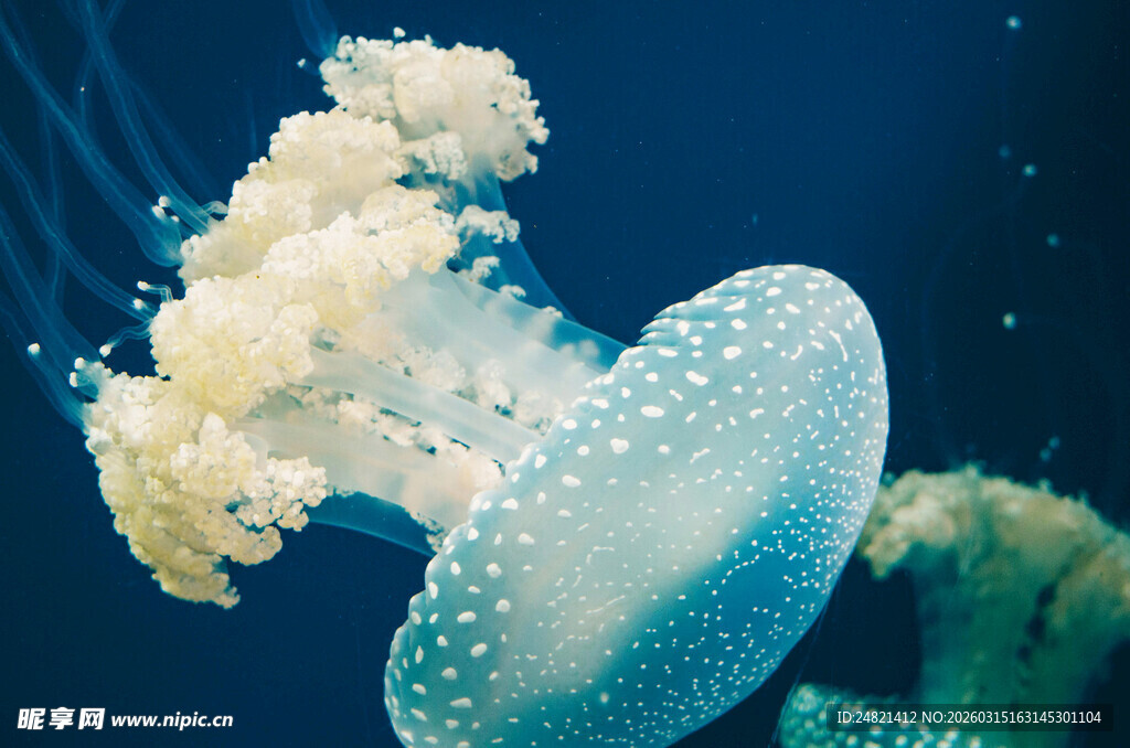 梦幻水母在深海中飘逸