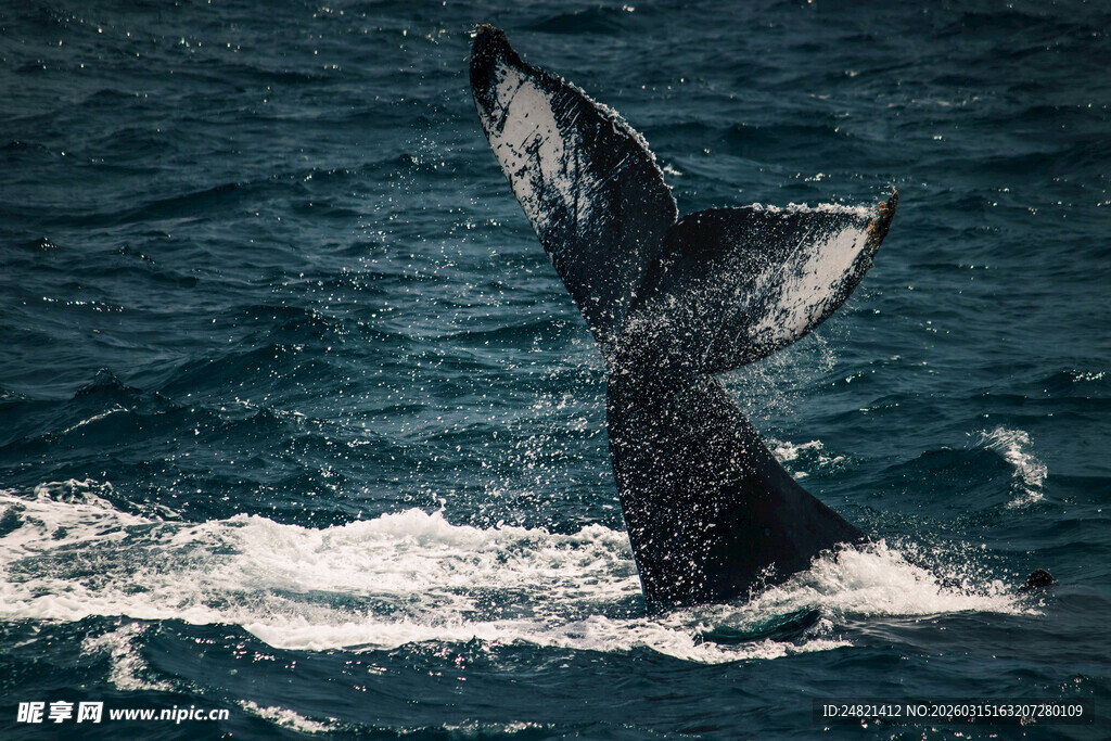 鲸鱼尾巴破水瞬间