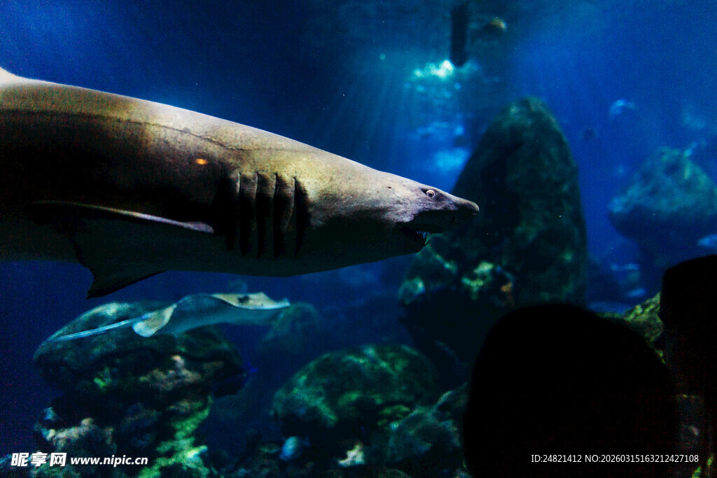 水族馆中大鱼的奇妙瞬间