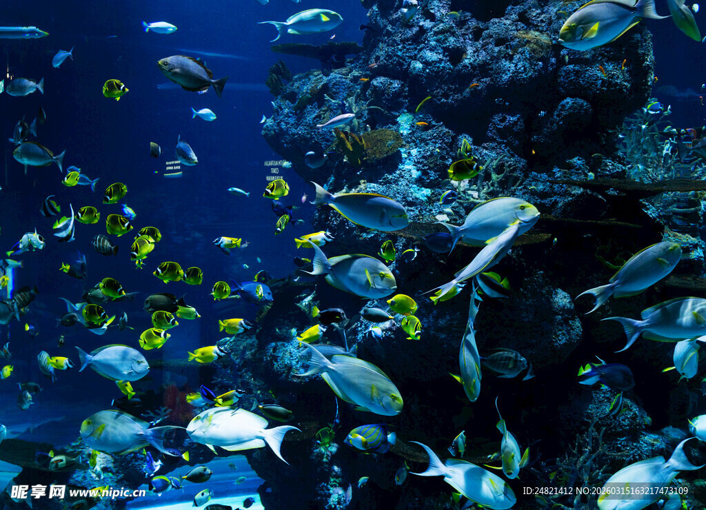 海底鱼群畅游景象