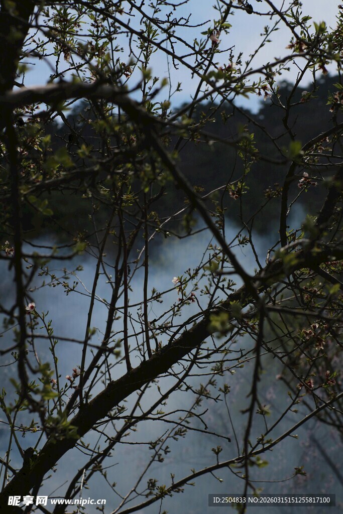 湖边树枝与静谧水面景色