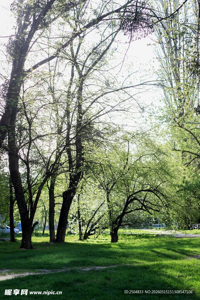 阳光洒落的静谧林间草地