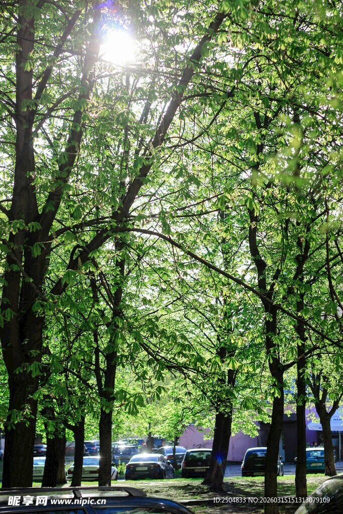 阳光洒落绿意盎然的林间