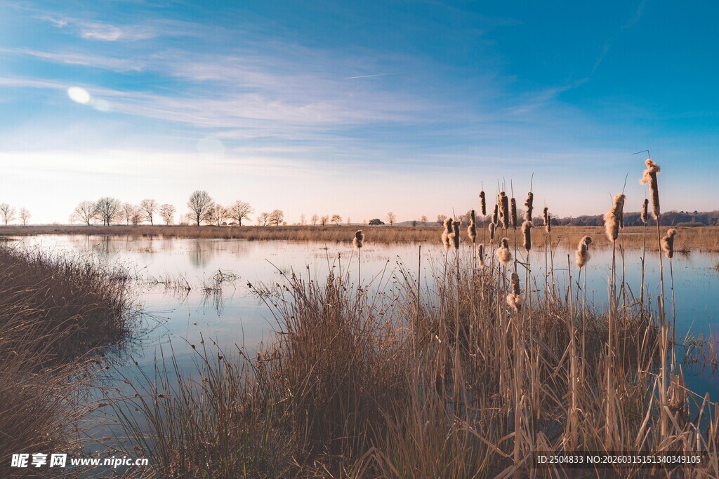 湖畔风光 远处建筑与芦苇