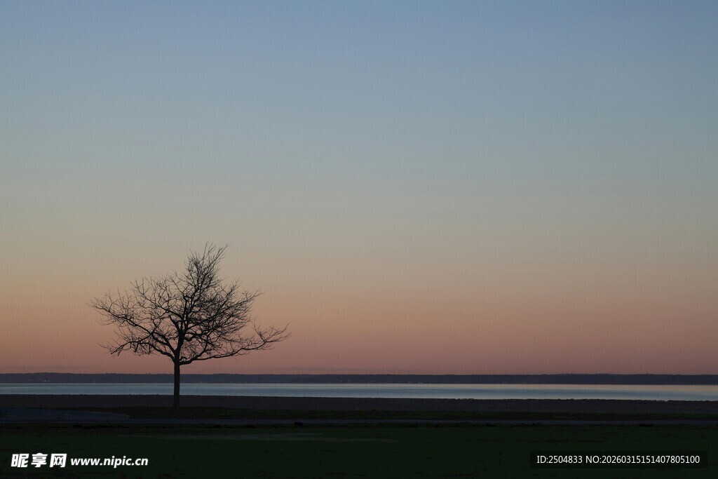黄昏孤树 静谧旷野之景