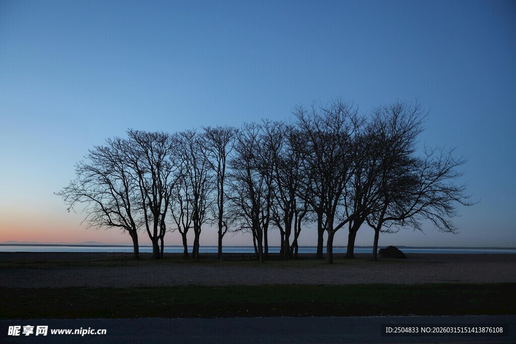 黄昏下的树木剪影