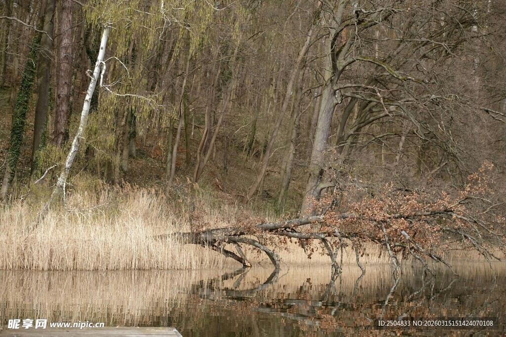 森林湿地中的枯木景象