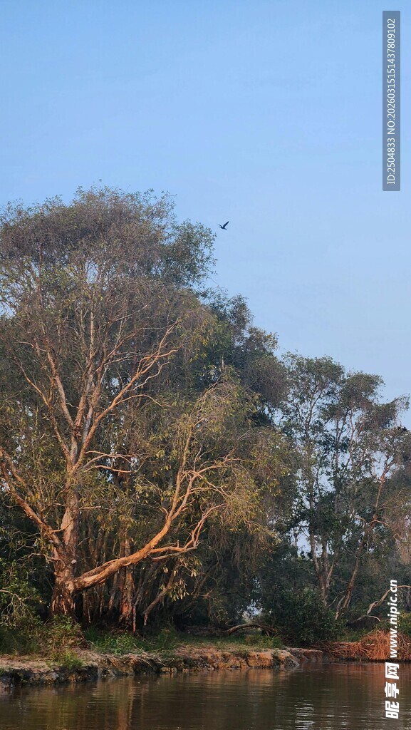 湖畔大树 蓝天映衬风景美