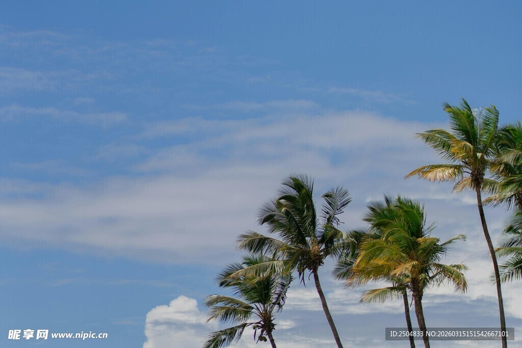 蓝天椰树风景