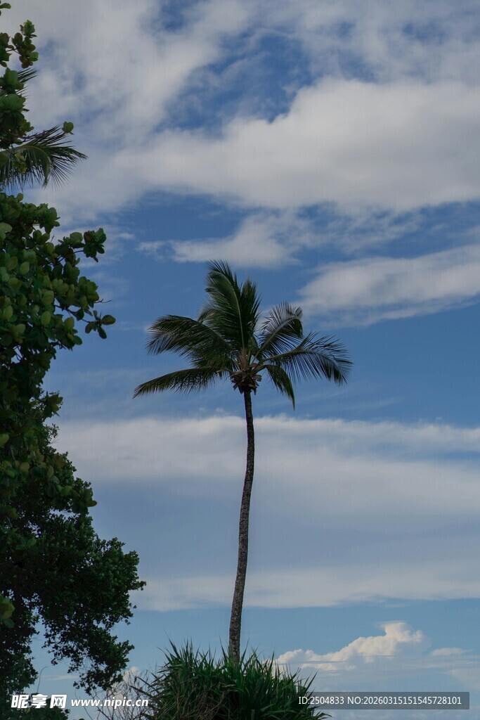 蓝天椰树风景图