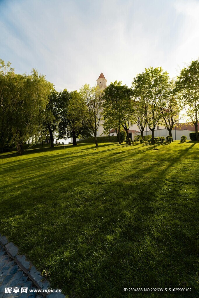 阳光照耀下的翠绿草坪