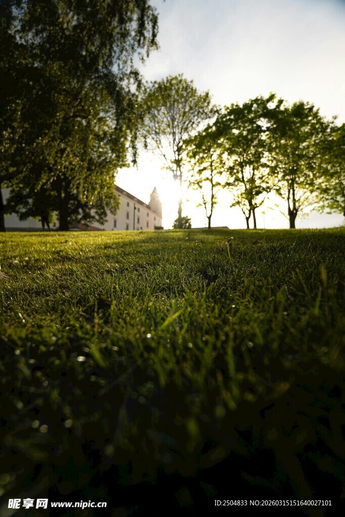 阳光草地旁的树木与建筑